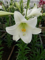 [5149 Big Tower 18 ST No02.JPG]